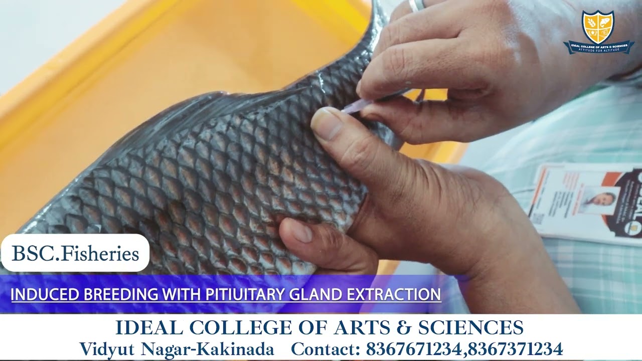 Induced breeding with pituitary gland extraction - Ideal degree college- B.Sc fisheries