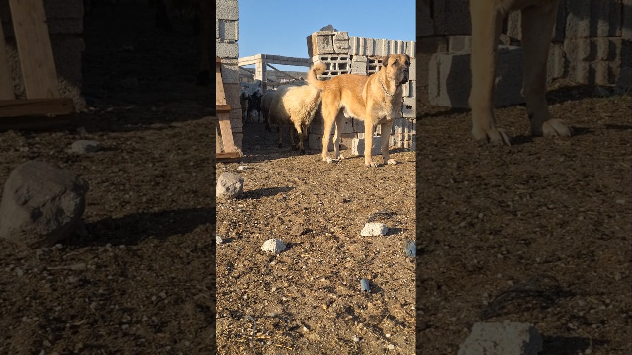 land of lions Aslanlar Diyarı GURÉH PEHJDAR  