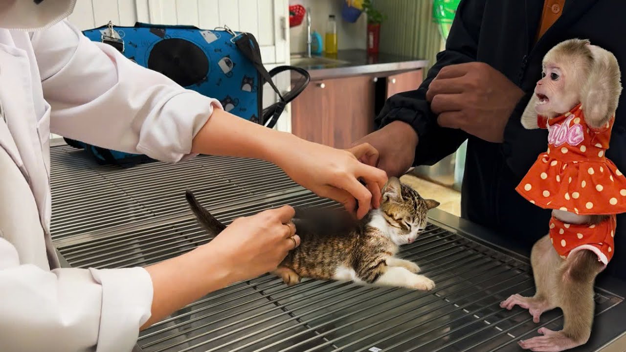 Monkey Kyo was extremely worried when the kitten went to see a doctor!