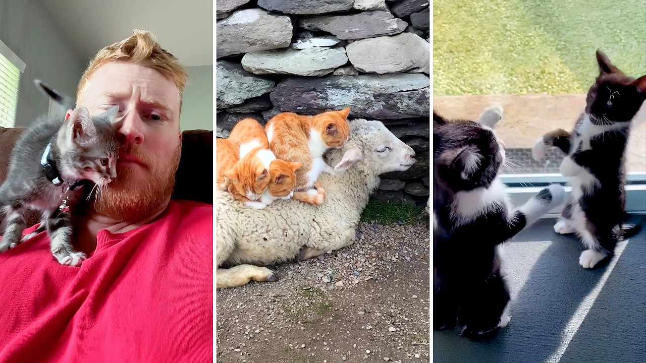 Cats Cats Cats! Hilarious and Silly Cat Fails