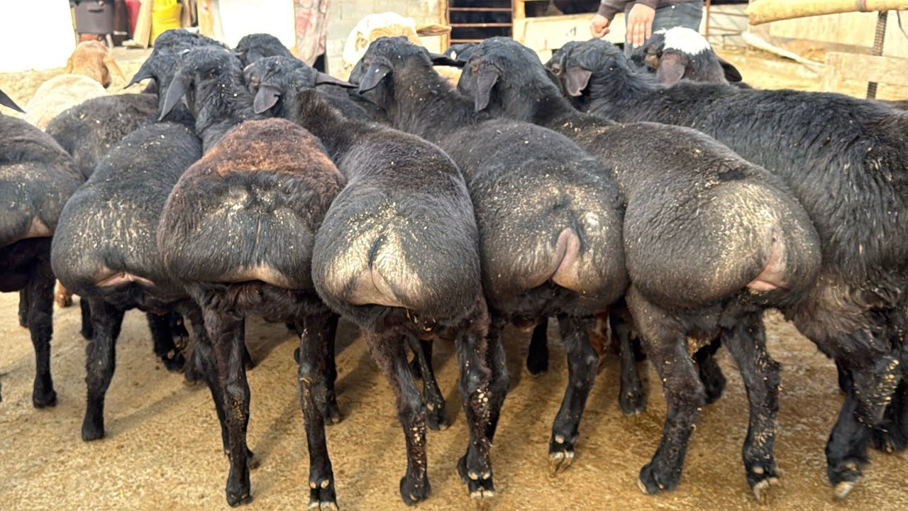🔥65–70% GOSHT BERADIGAN TOJIK SO‘RT QO‘CHQORLAR 😱 SHOK NATIJA!