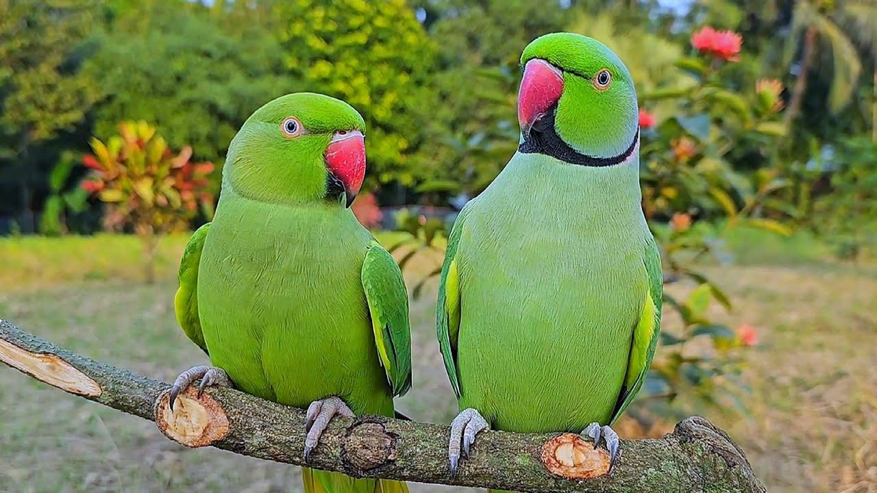 Green Parrot Talking Sounds