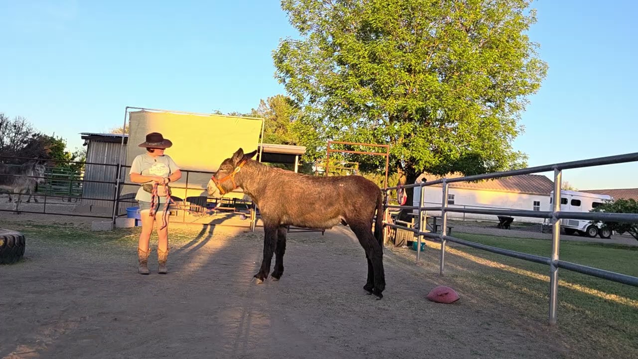 Wild donkey's first time leading with halter and lead rope, Day 8