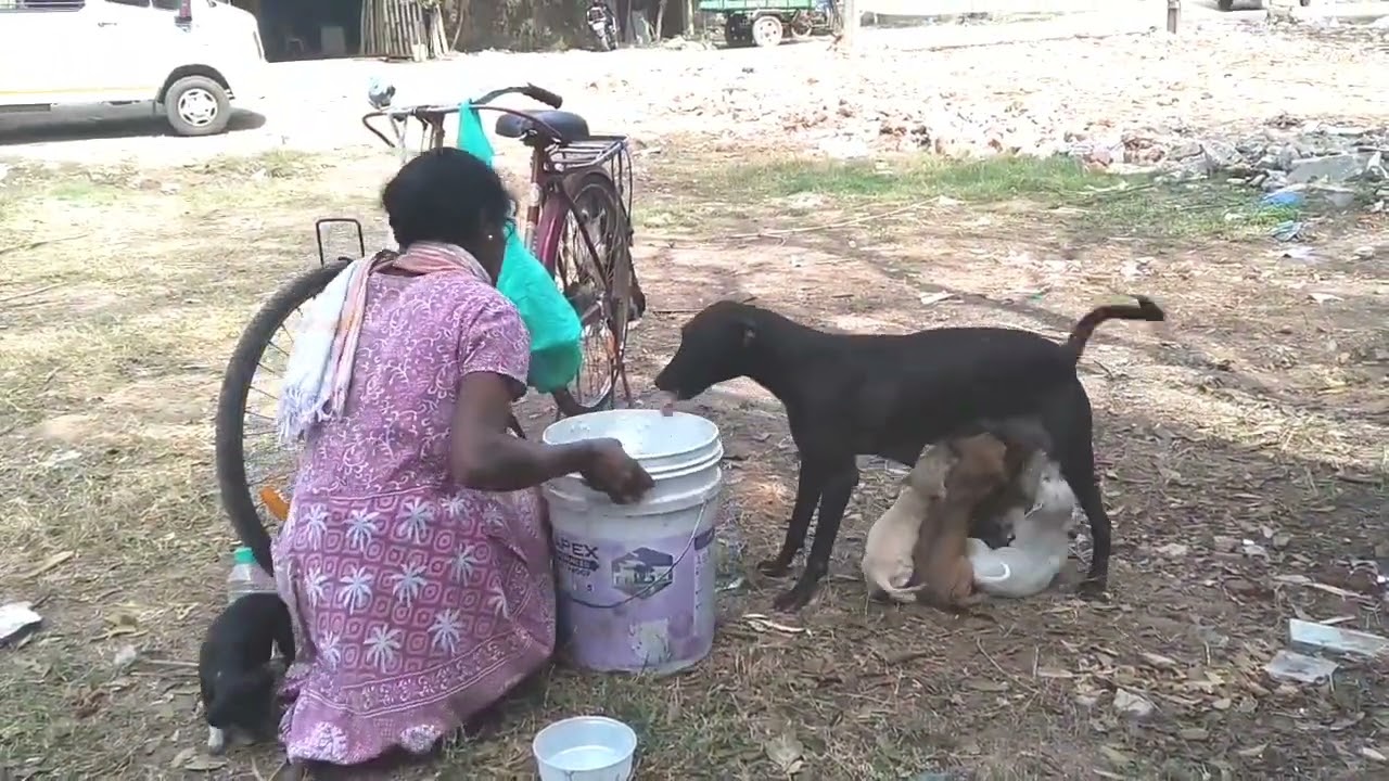 Dog feeding time, ❤️❤️. எங்கள் முயற்சி அதிகரிக்க suscribe plz #streetdog #dogfeeding #streetdogcare