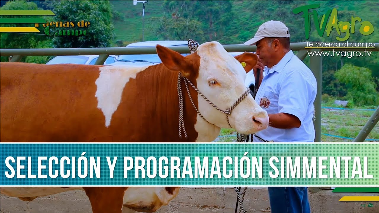Genetica Simmental - TvAgro por Juan Gonzalo Angel