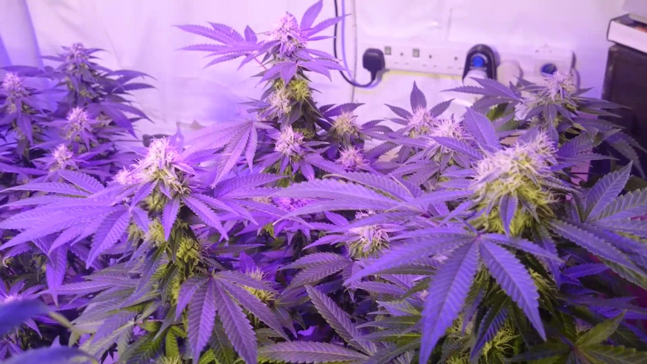 Cannabis flowers at day 30 in Bloom.