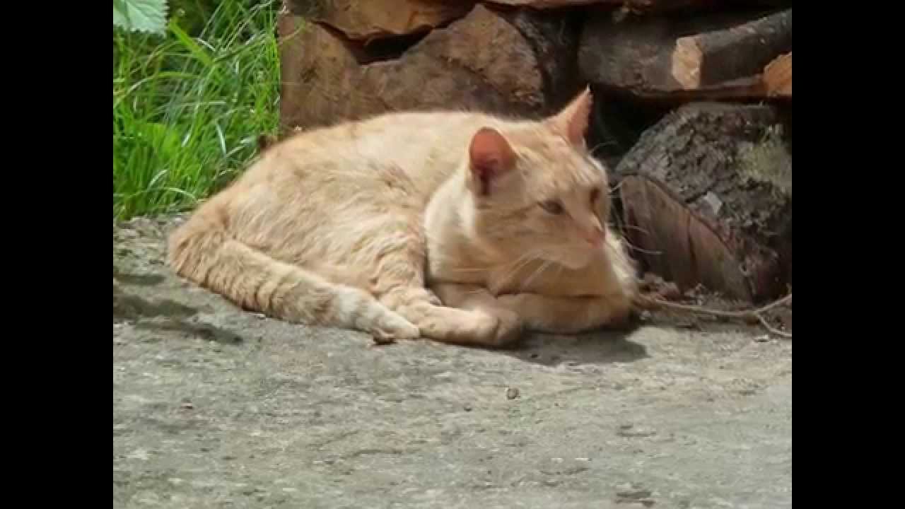 Pola de Somiedo: naturaleza y gatos