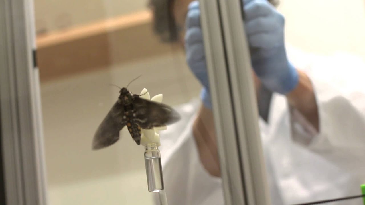 Flight of the Hawkmoth