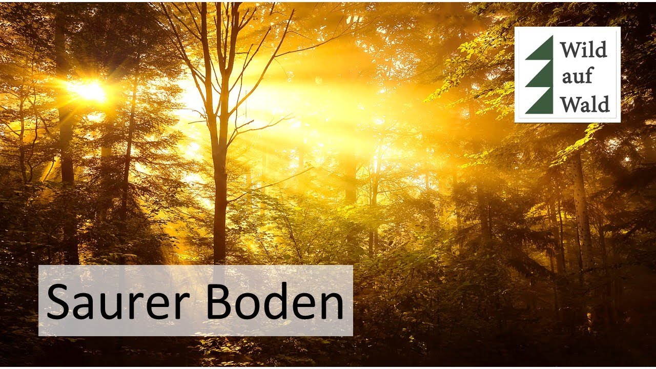 🌲Waldstandorte: Der Laub- Nadelwald Mischstandort. Ich werde SAUER! Podsol #wildaufwald