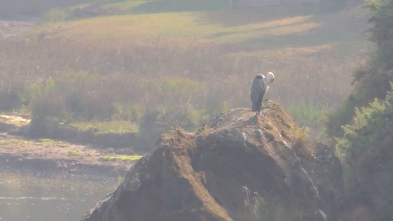 Garza real en la r&iacute;a  de Mogro