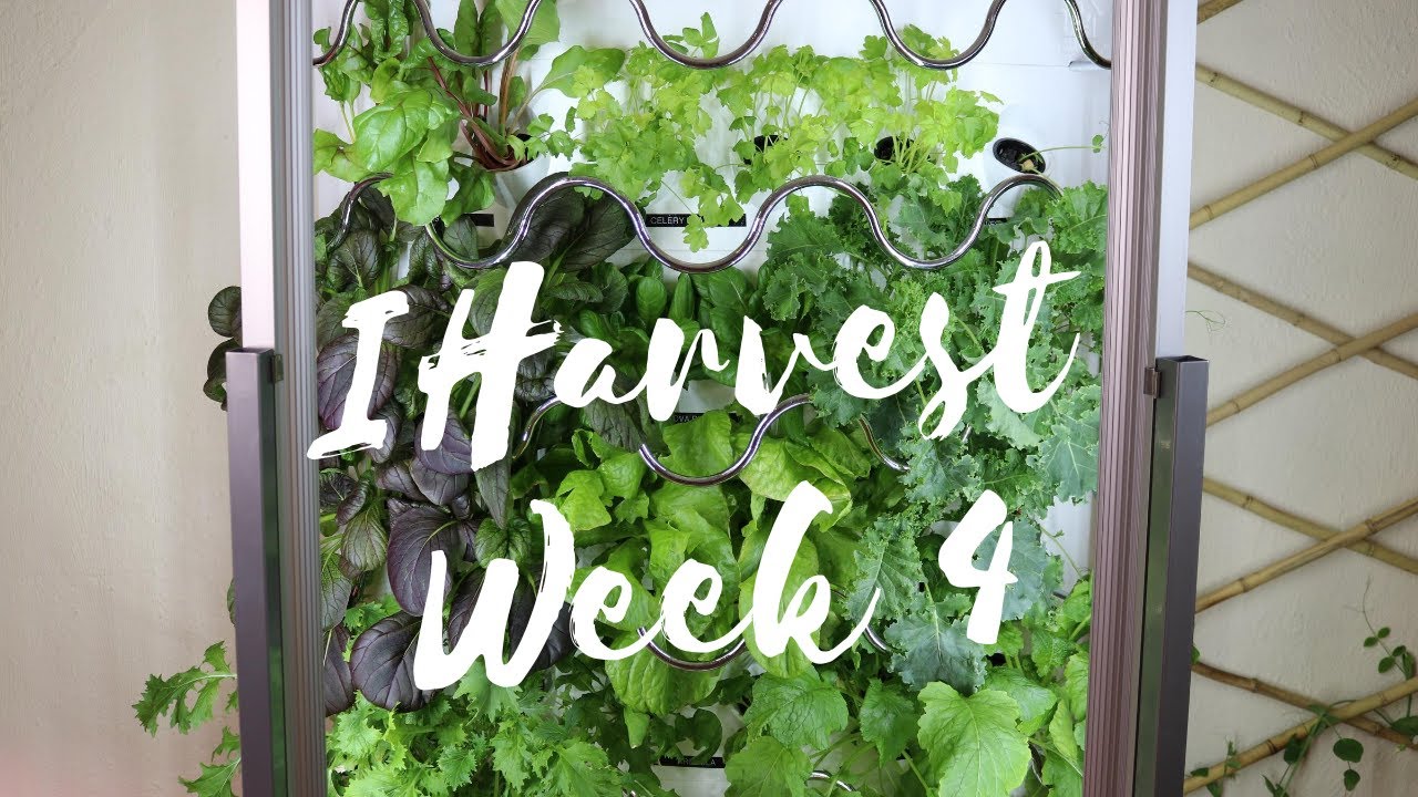 iHarvest Week 4 Review