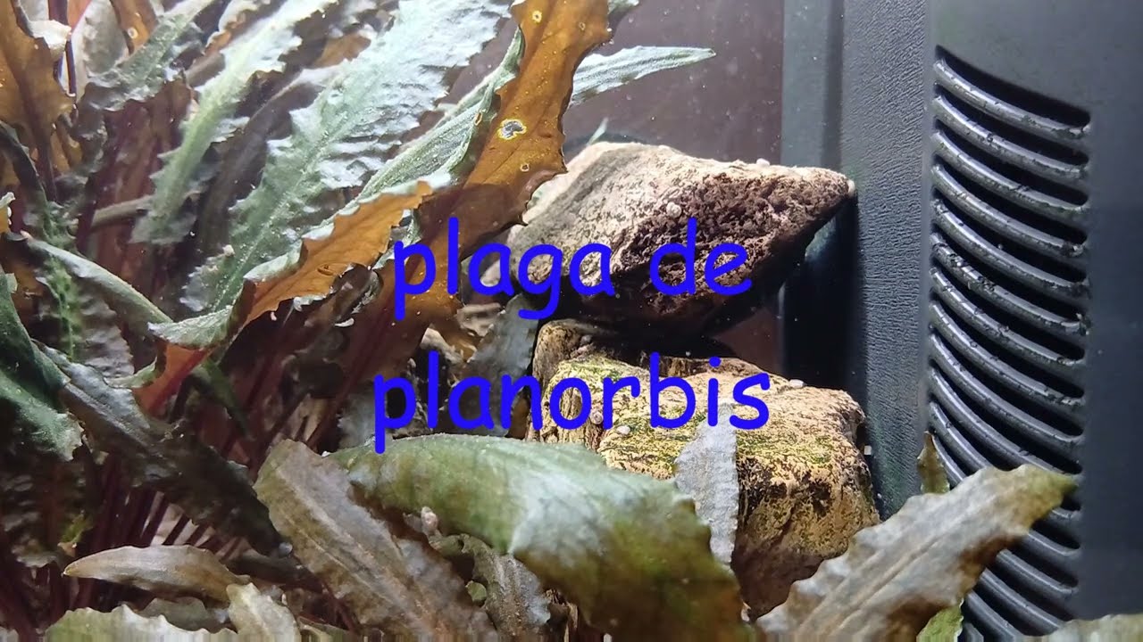 202601-Plaga Planorbis