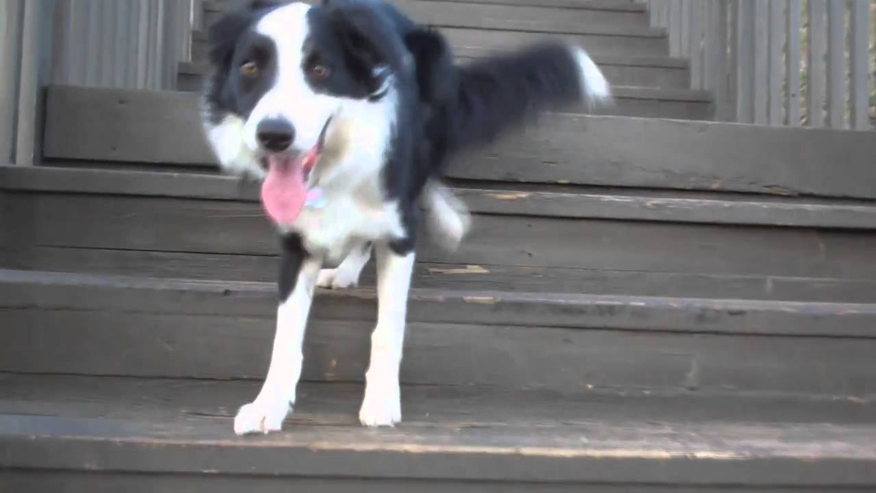 Incredible Dog Tricks with Chase the Border Collie