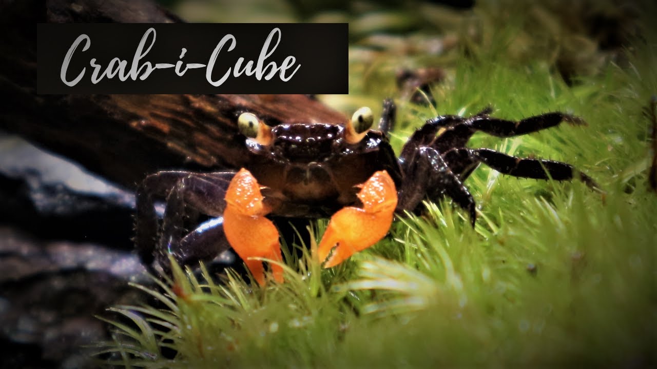 Аквариум Vampire Crab-i-Cube — новый дом для моих крабиков