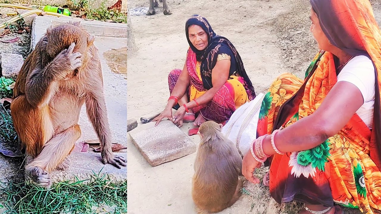 Monkey Rani All videos ।। Monkey Rani All Activities ।। Monkey Rani honey funny video 🤣🤣।।