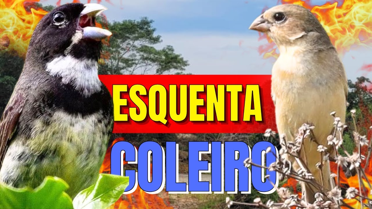 ESQUENTAR COLEIRO TUÍ TUÍ COM COLEIRO TUÍ-TUÍ E FÊMEA CHAMANDO PARA ESQUENTAR COLEIRO TUÍ-TUÍ