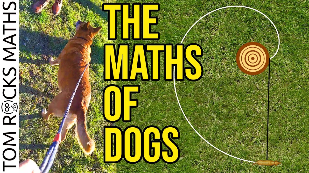 Can Dogs Do Math?