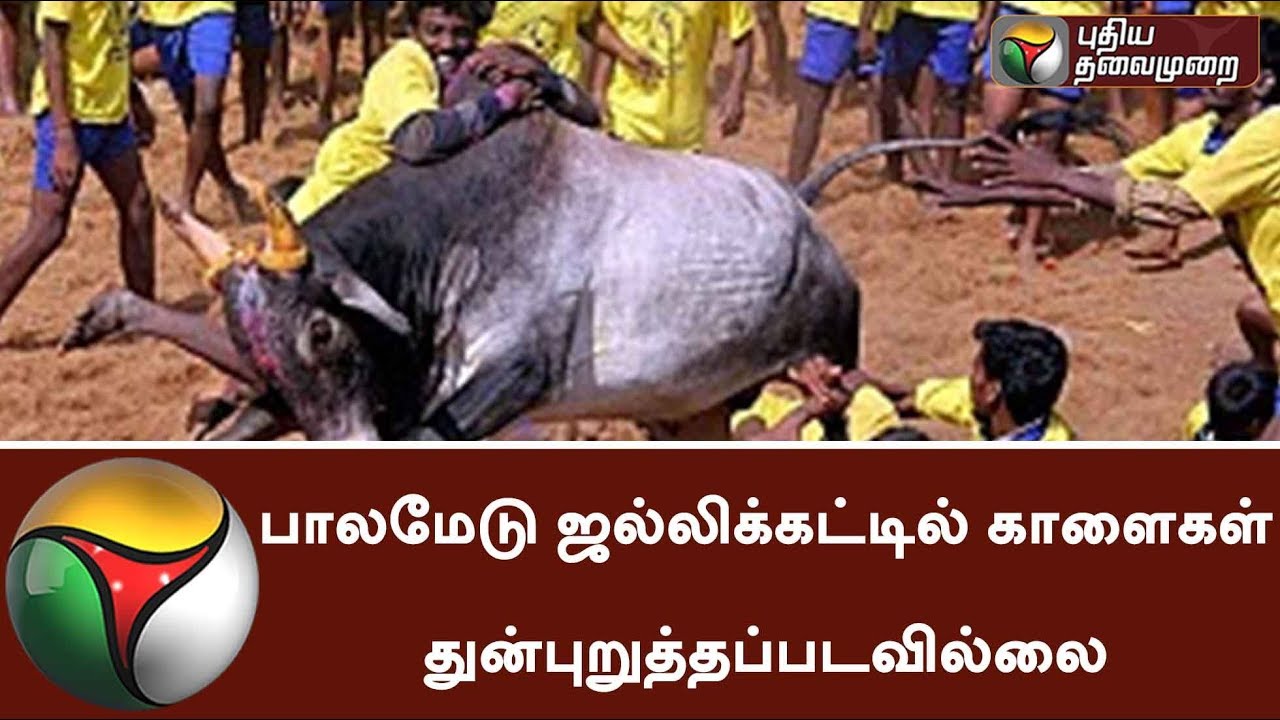 Bulls were not harmed in Palamedu Jallikattu - S.K. Mittal | #Pongal #Pongal2018  #jallikattu2018