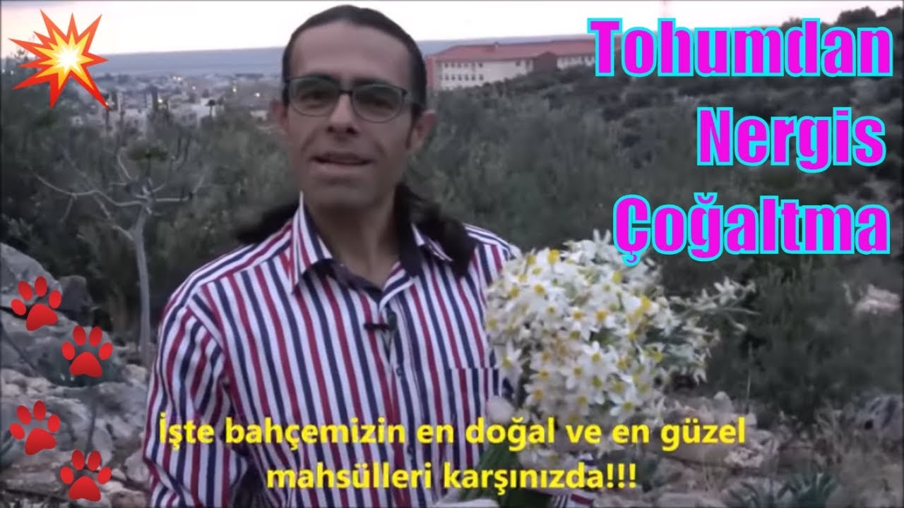 Nergis Çiçeği Nasıl Çimlendirilir?