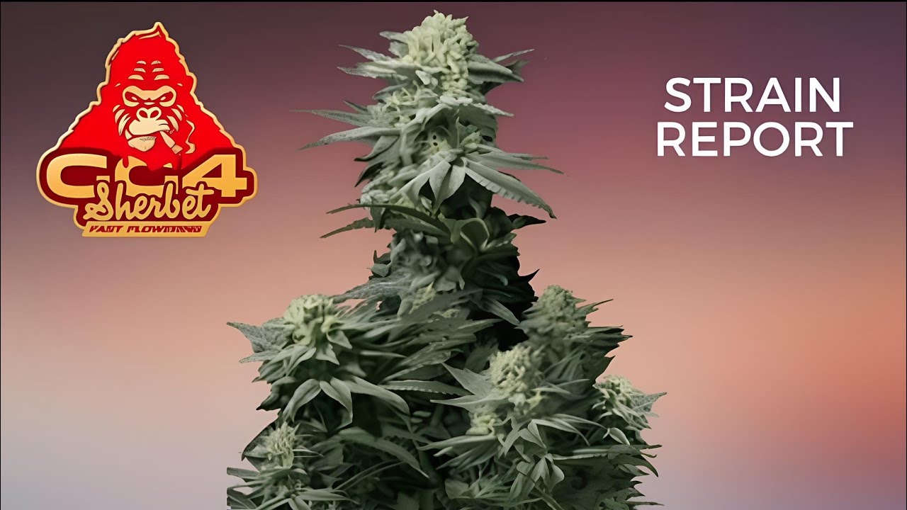 GG4 SHERBET FF AUTO