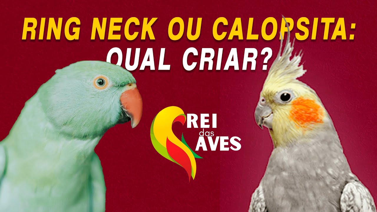 Ring neck ou Calopsita: qual criar?