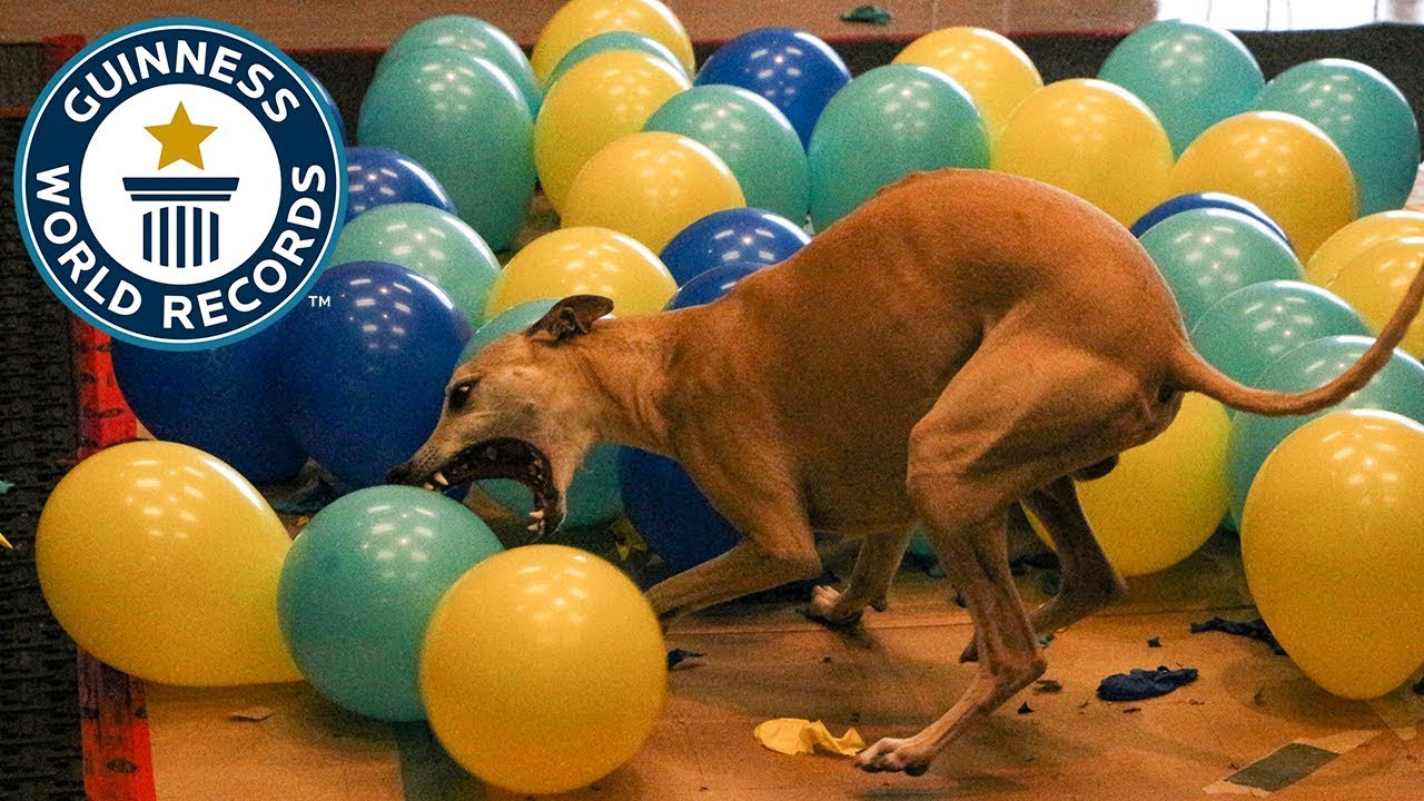 Fastest time to pop 100 balloons by a dog - Guinness World Records