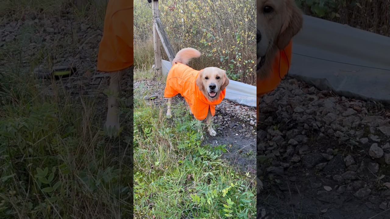 Даг в восторге от своей новой куртки-дождевика @sparkpawsofficial! Используйте код THEGOLDENDOUG,...
