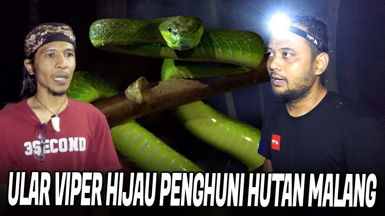BUKAN LEGENDA‼️TEMUKAN ULAR VIPER HIJAU PENUNGGU HUTAN SINGOSARI