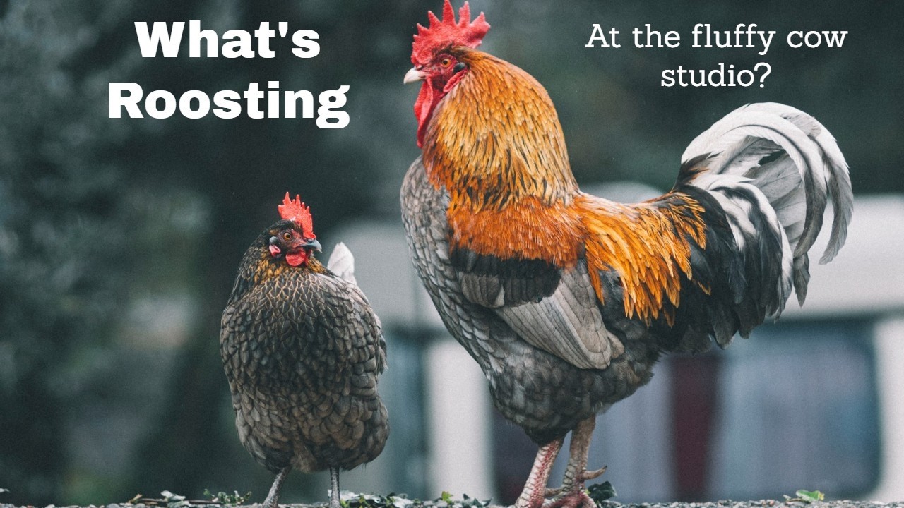 What's Roosting At The Fluffy Cow Studio