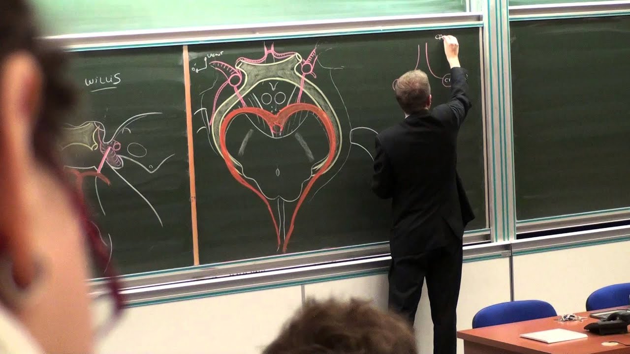 Vascularisation cérébrale
