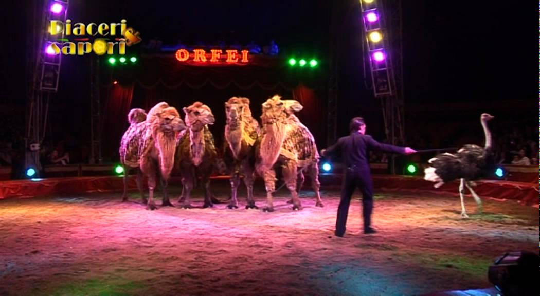 Piaceri e Sapori terza puntata  parte I Circo Orfei