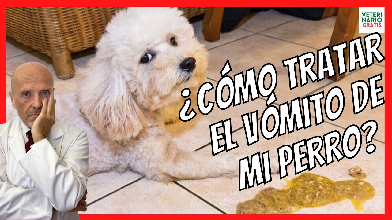 🔴¿COMO TRATAR EL VÓMITO DE MI PERRO? 🔴¿QUÉ HACER CUANDO UN PERRO VOMITA?