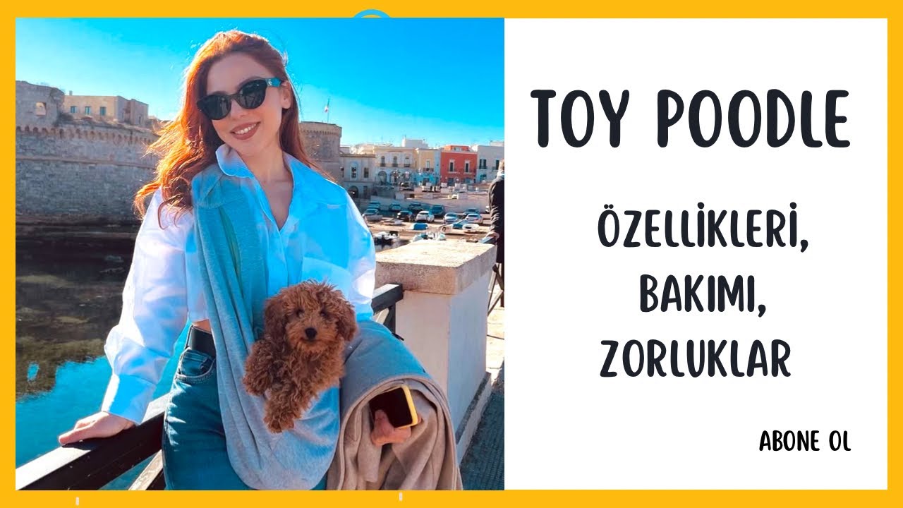 Toy Poodle Özellikleri, Bakımı,Zorluklar | Apartmanda bakmaya uygun mu? #toypoodle