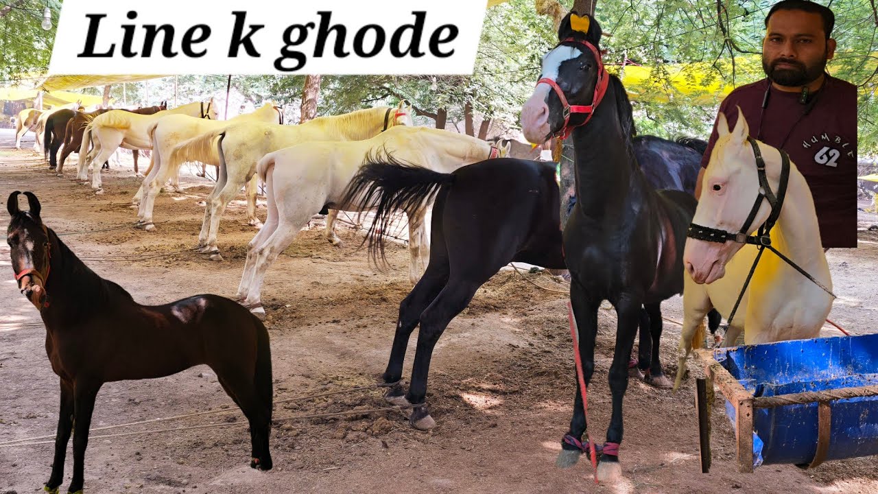 Asif bhai laaye line wale ghode in Akluj Horse market | baby horses | stallion 🐎 | marwad & nukre