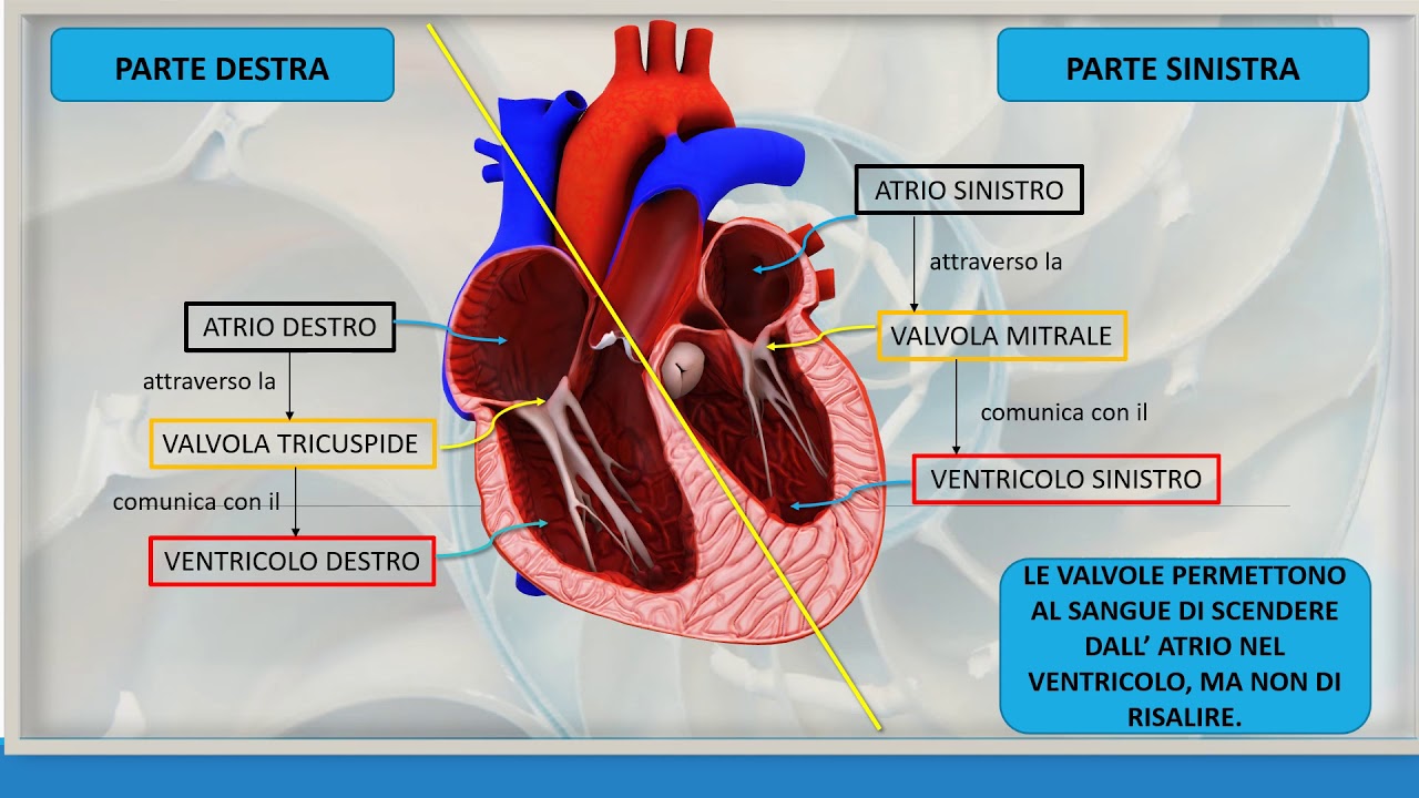APPARATO CIRCOLATORIO (audio)
