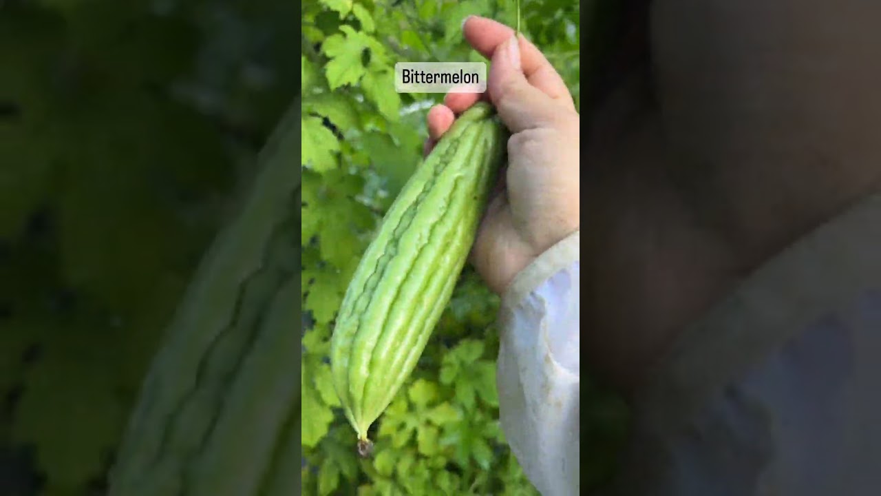 Harvesting of fresh bitter melon at home#farming#bittergourd#india