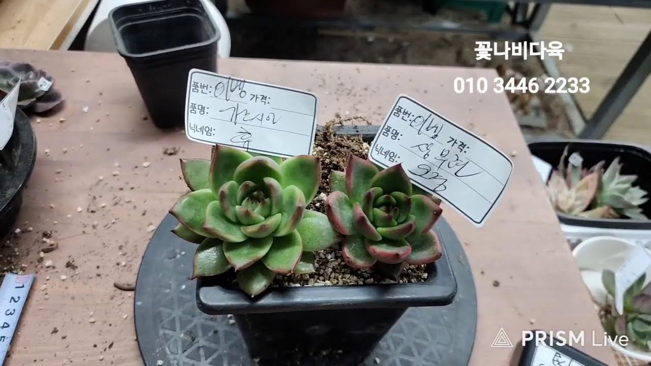 꽃나비다육 라이브 방송