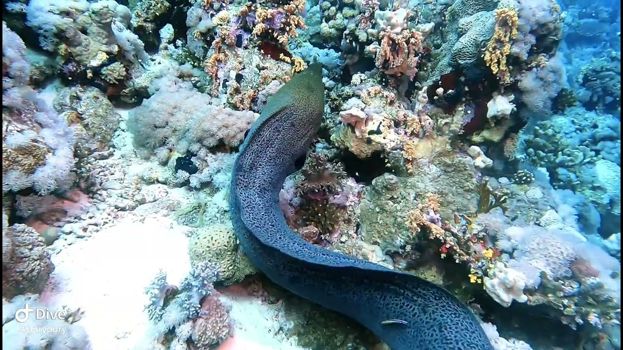 Big grouper and big moray eel 