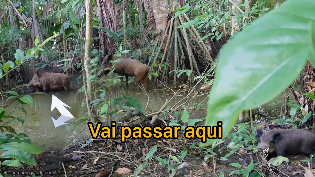 Topei os porcos na caçada de casco, vejam como foi!
