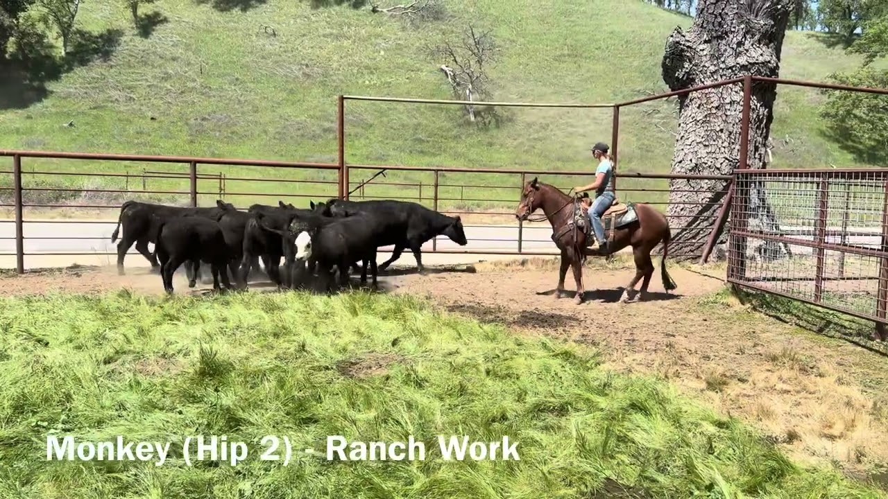 Monkey ranch work (2025 Hip 2)