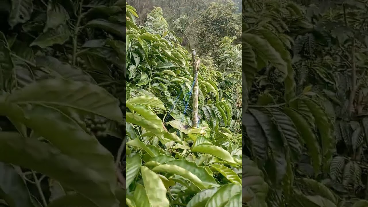 Clon HS(hikmah SIDOMULYO)umur satu tahun.