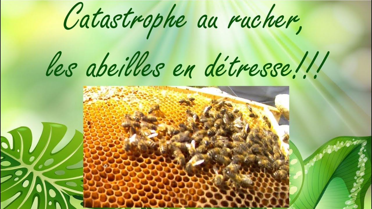 🐝🐝 catastrophe au rucher... les abeilles en détresse!!! 🐝🐝