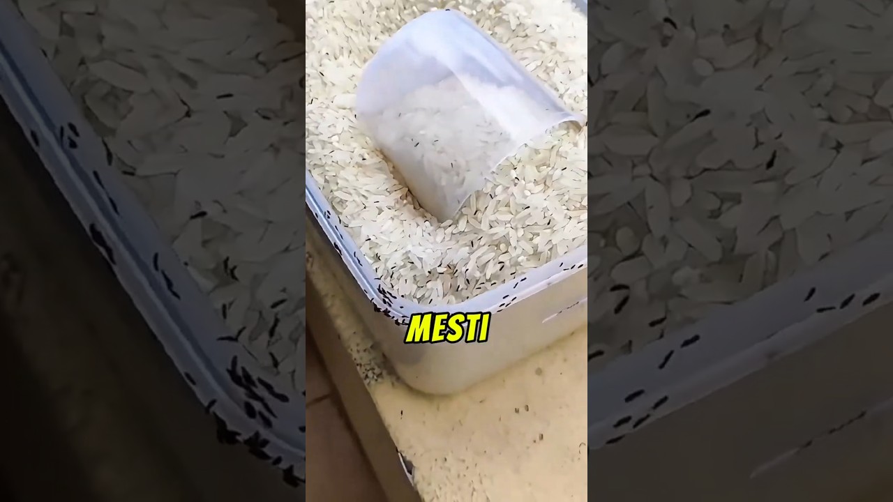 Kenapa Beras Tiba-Tiba Ada Kutu? 😱