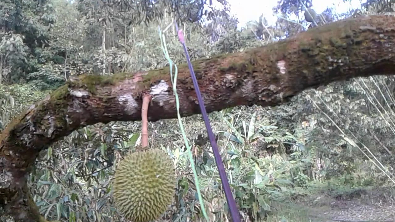 cara ikat buah durian di pokok
