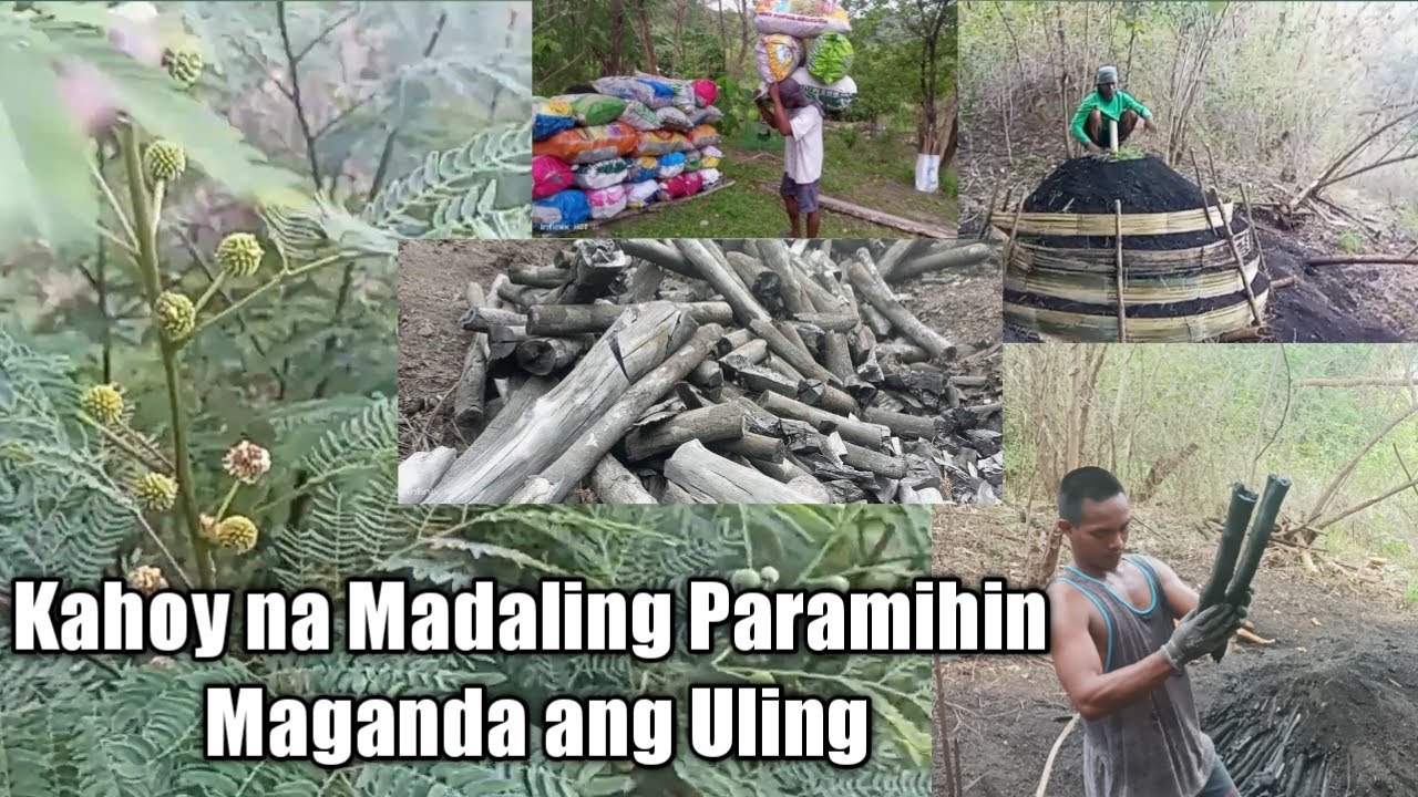 Kahoy na Madaling Paramihin / Ipil Tree