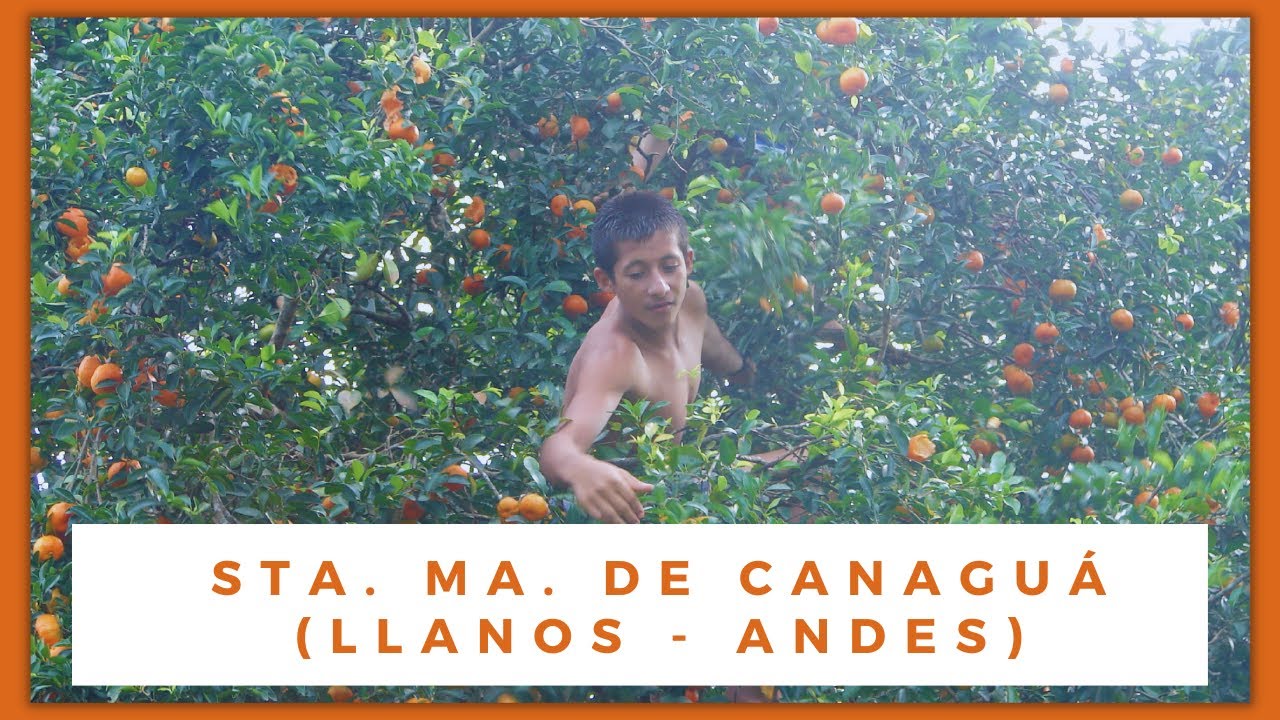 NC CANAGUÁ. Barinas. Andes Tropicales. Mucuposadas, ganado de montaña, carruchas, mandarinas, café.