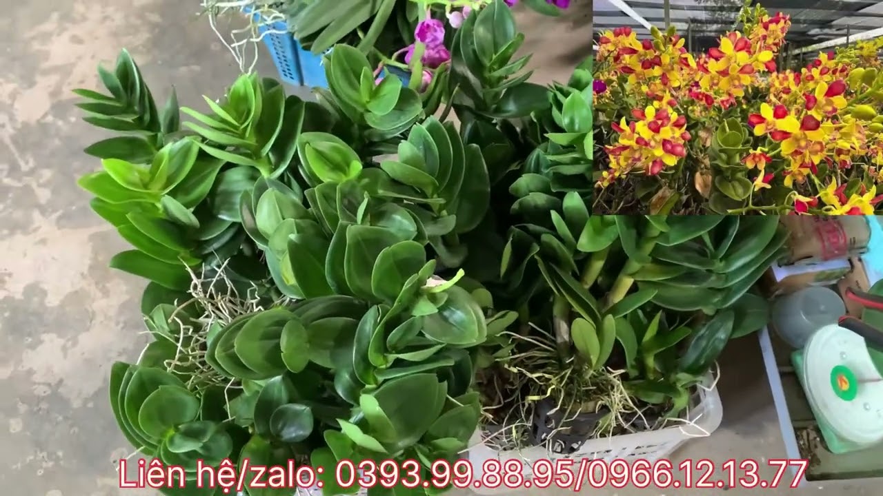 TRƯA 20/10 hàng trăm mã hoa Lan cập bến phục vụ khách yêu giá rẻ lắm ạ…Lh 0393998895/0966121377