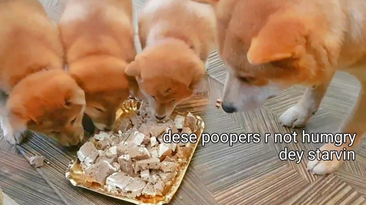 Rare Moment of Daddo Eating With Puppies