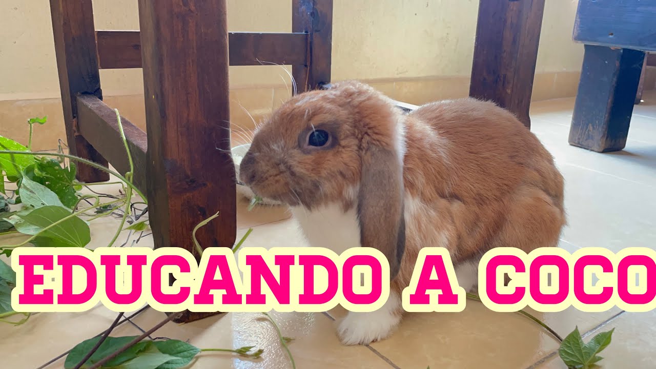 EDUCANDO A UN CONEJO