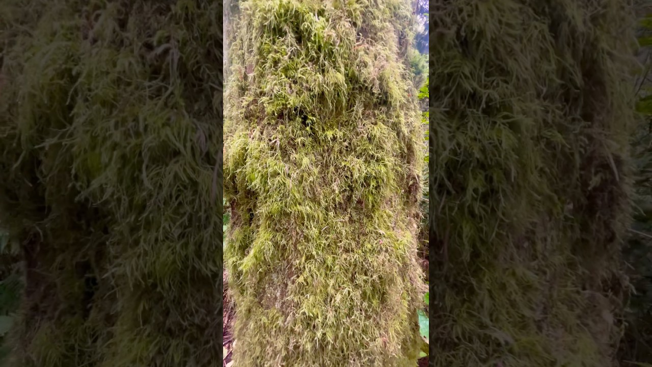 Moss-Covered Tree Along a Washington Trail | Enchanting Forest Scenery #forestexploration #nature